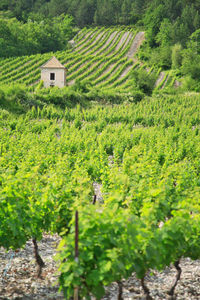 Scenic view of agricultural field