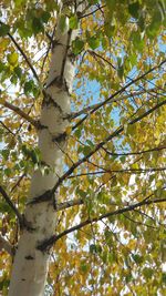 Low angle view of tree