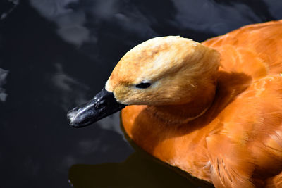 Close-up of duck swimming in lake