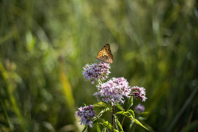 Butterfly pollinating on purple flower