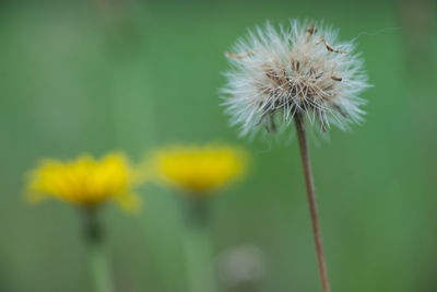 Close-up of dandelion flower