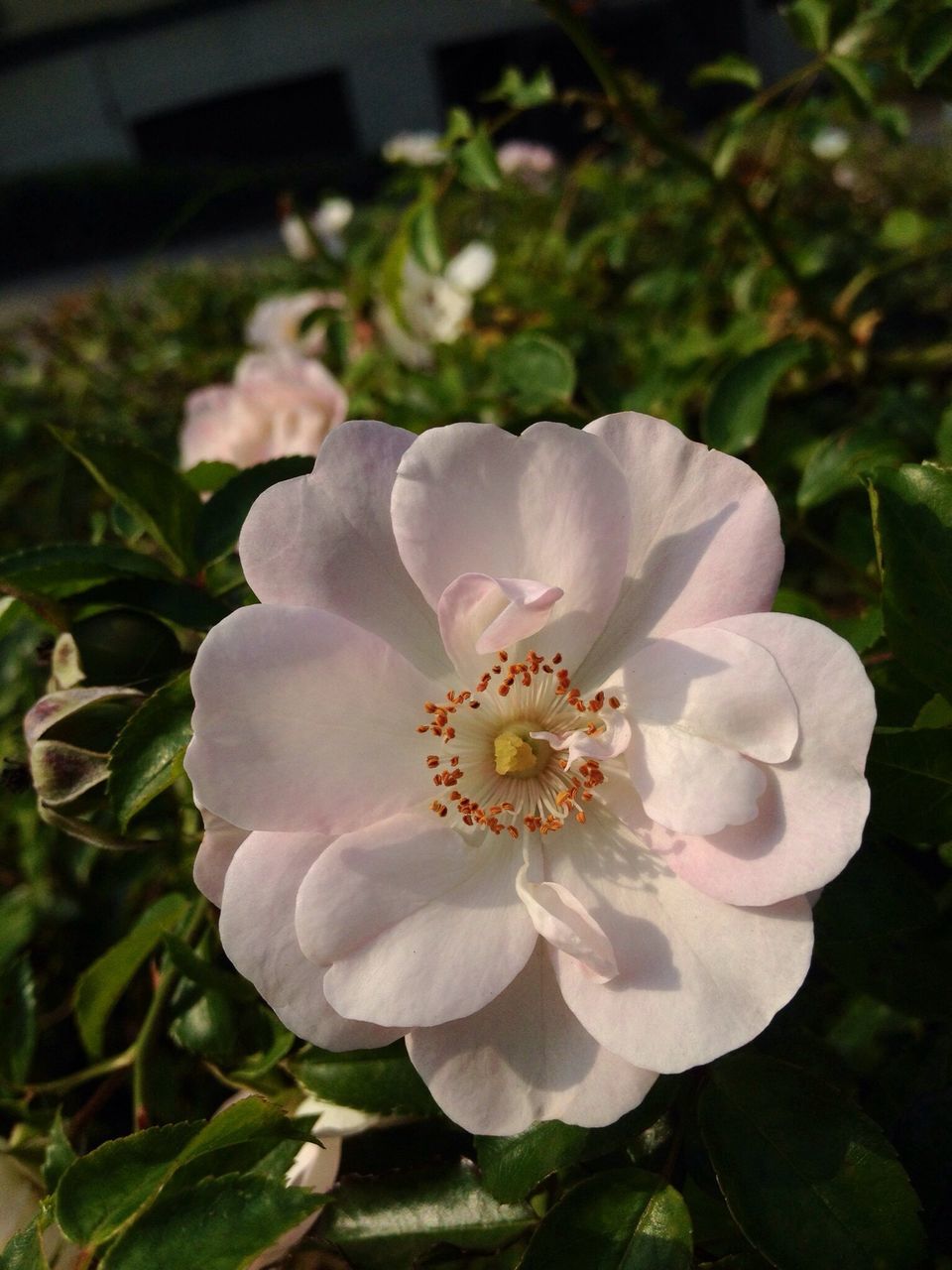 flower, petal, freshness, flower head, fragility, growth, beauty in nature, close-up, blooming, nature, white color, focus on foreground, plant, leaf, single flower, in bloom, high angle view, pollen, blossom, park - man made space