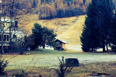 Bare trees on grassy field