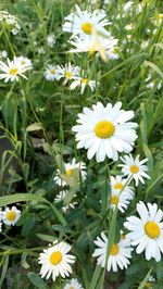 Close-up of white daisy flowers