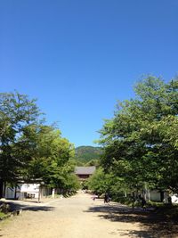 Trees against clear blue sky