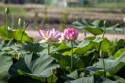 Close-up of pink lotus flowers blooming outdoors