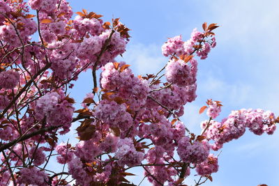 Low angle view of cherry blossoms against sky