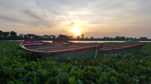 Scenic view of agricultural field against sky during sunset