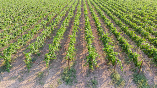 Crops growing on field