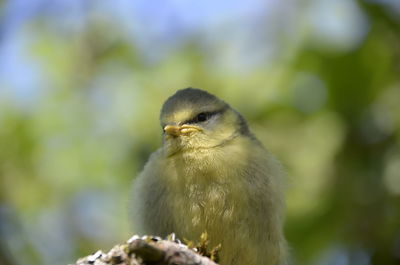 Close-up of bird perching on tree