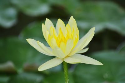 Close-up of yellow flower blooming outdoors