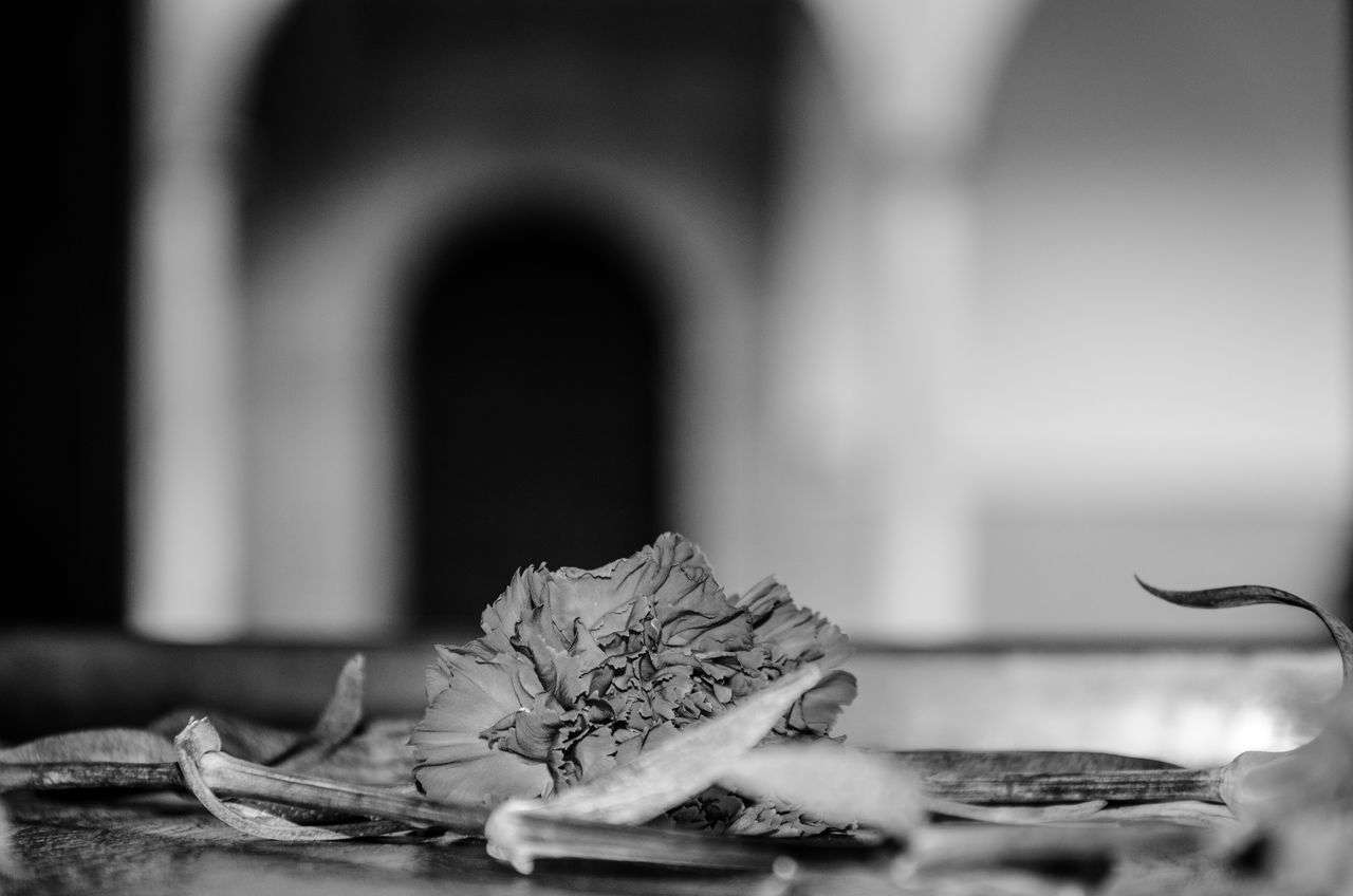 CLOSE-UP OF DRIED PLANT AGAINST WALL