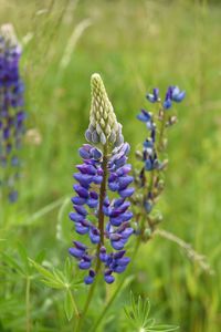 Close-up of purple flowering plant on field