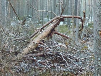 Bare tree in forest during winter