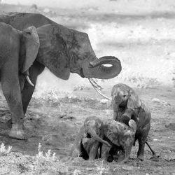 View of elephant on field