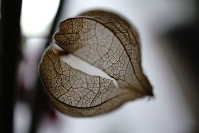 Close-up of butterfly