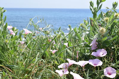 Close-up of plants growing by sea against sky