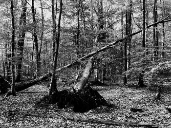 Trees in forest