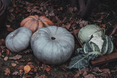 Autumn pumpkins, cauliflower and winter cabbage harvested