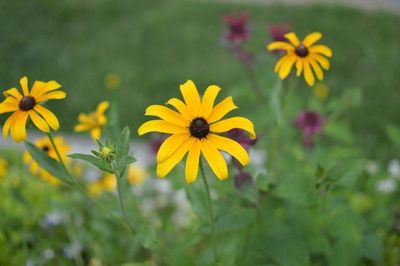 Yellow flowers blooming on field