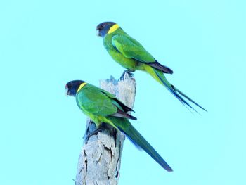 Bird perching on a leaf