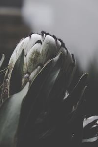 Close-up of rose plant