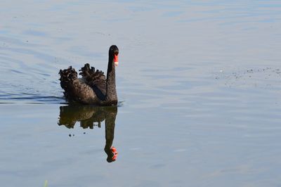 Swan swimming on lake