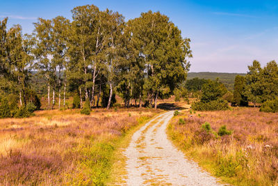 Road amidst trees on field against sky