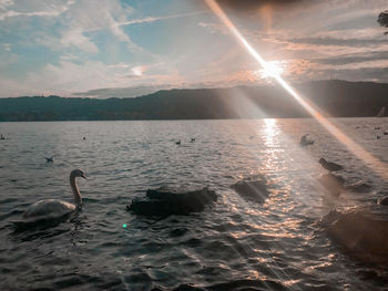 Birds swimming in sea against sky