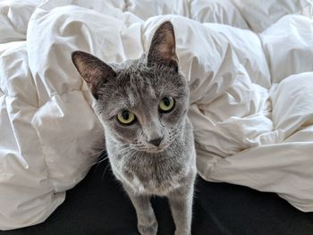 Portrait of cat on bed at home