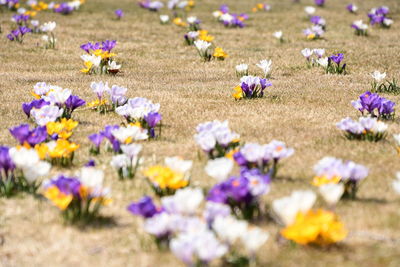 Close-up of purple crocus flowers on field