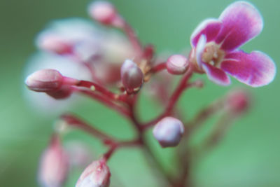 Close-up of flowers against blurred background