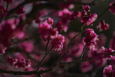 Close-up of pink cherry blossoms in spring