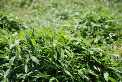 Close-up of dew drops on grass