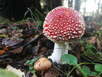 Close-up of fly agaric mushroom on field