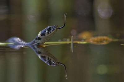 Close-up of turtle swimming in sea