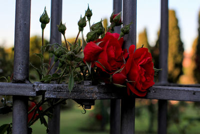 Close-up of red flowering plants by railing