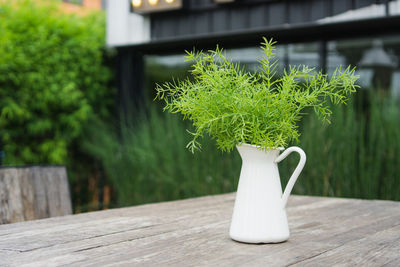 Close-up of potted plant on table in yard