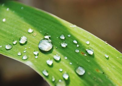 Close-up of raindrops on green leaves