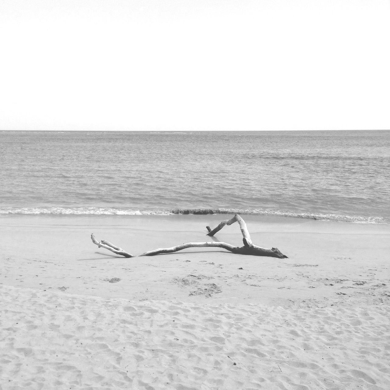 sea, horizon over water, water, clear sky, copy space, tranquil scene, tranquility, beach, scenics, nature, beauty in nature, shore, sky, sand, day, bird, idyllic, one animal, outdoors, rippled