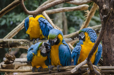 Gold and blue macaws perching on branch