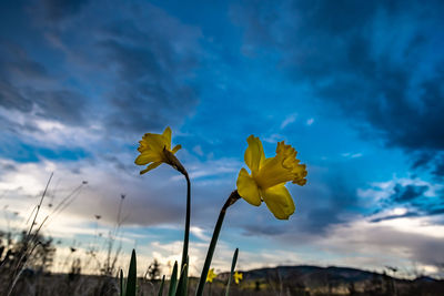 Close-up of yellow flowering plant against sky