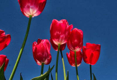 Close-up of red tulips against blue sky