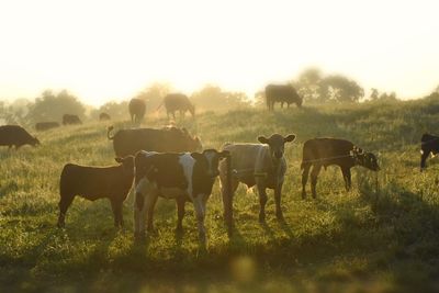 Cows grazing on grassy field against sky during sunny day