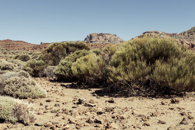 Scenic view of arid landscape against clear sky