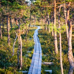 Footpath amidst trees in forest