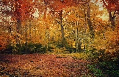 Trees in forest during autumn