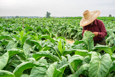 Tobacco plantations in asia, thailand