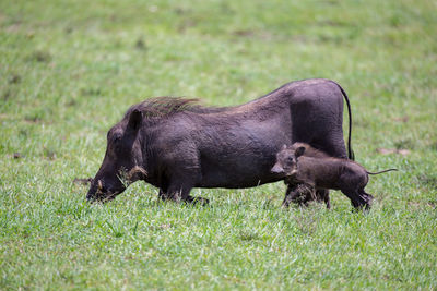 Side view of a horse on field