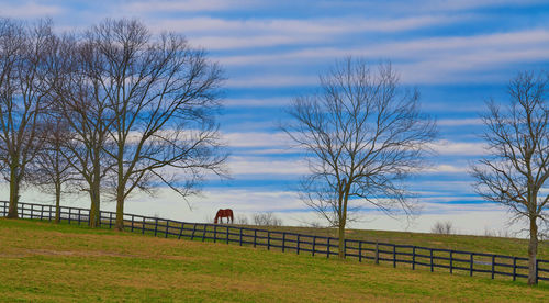 Bare trees on field against sky